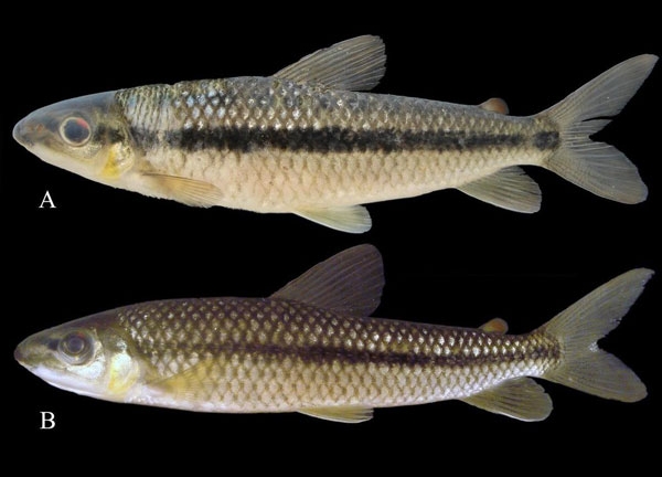 Photo of fish named after Dr. Sidlauskas